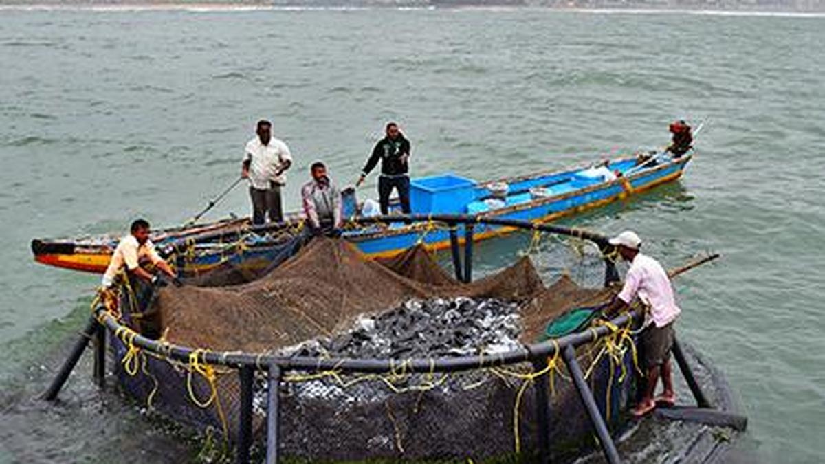 India’s marine fisheries need shared direction, local wisdom