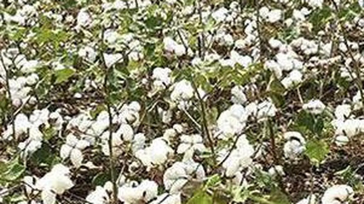 India’s Cotton Productivity Mission likely to get 10-year tenure