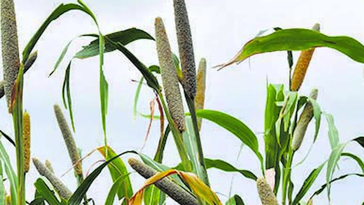 Centre estimates 8fold increase in millet procurement as 9 States