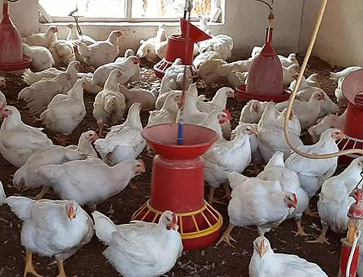 New poultry farms being set up after the issuance of guidelines should preferably be established 500 metres from residential zones