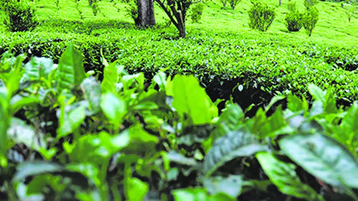 India’s tea export likely to be down by 10% this year - INDIA DAILY MAIL