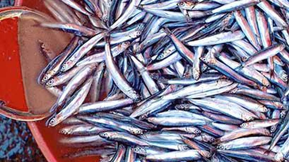 Seafood exporters pin hopes on monsoon for revival of production, exports in FY25