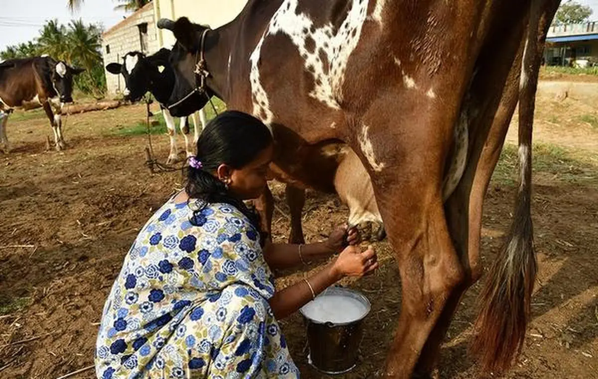 thehindubusinessline.com - Climate pressures and milk production: Preparing for the next disruption