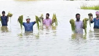  IMD will provide rainfall data in gridded formats and historical datasets to assess climatic hazards. 