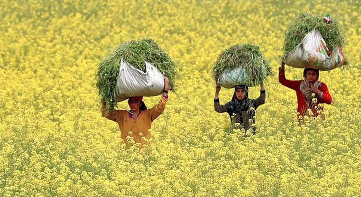 GM mustard to be planted in 100 places during current rabi season - The ...