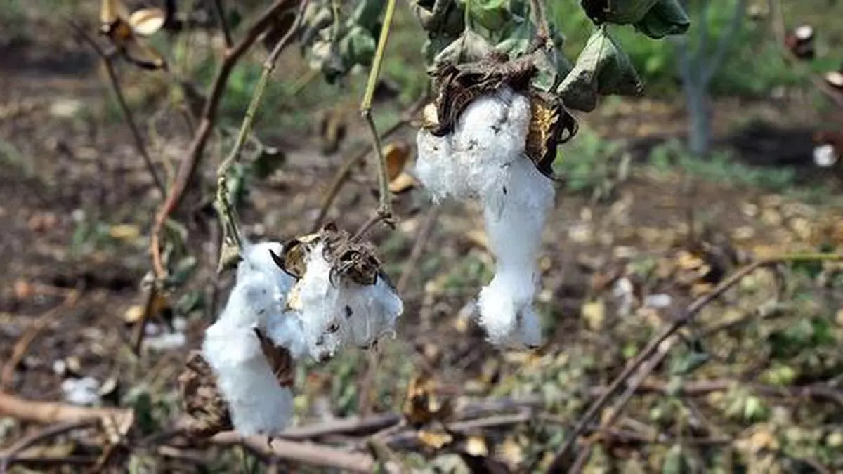 CCI begins sale of 2024-25 cotton; mills turn selective in buying quality cotton