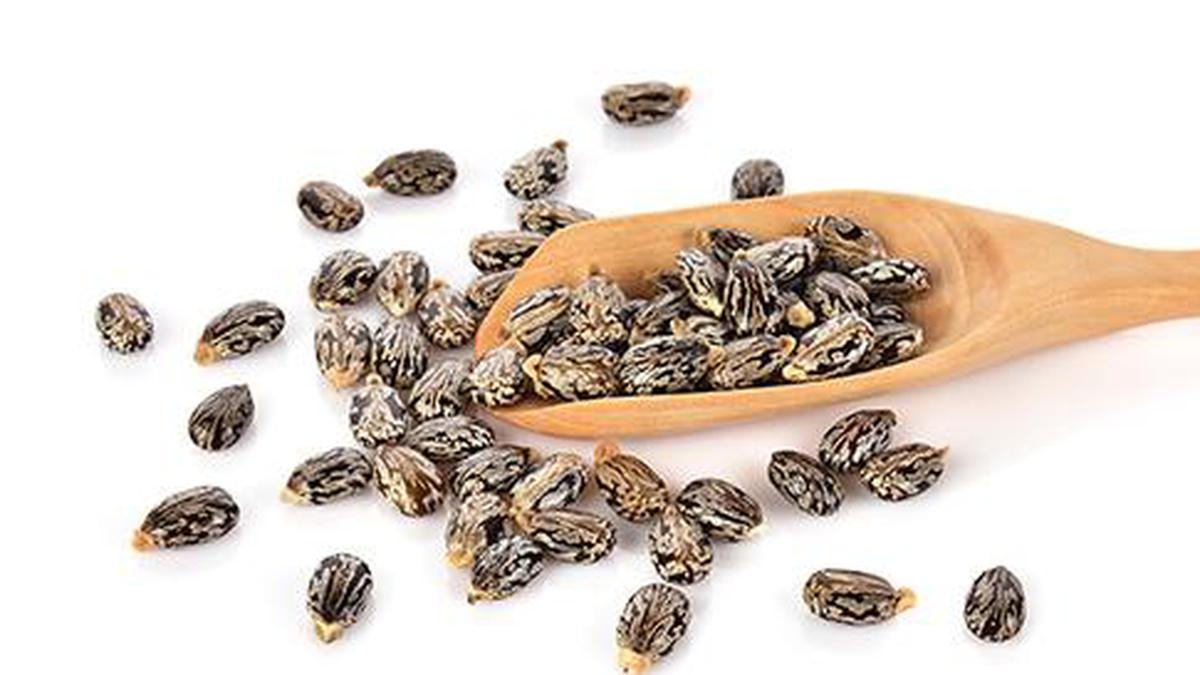 Go long on NCDEX castor seed The Hindu BusinessLine