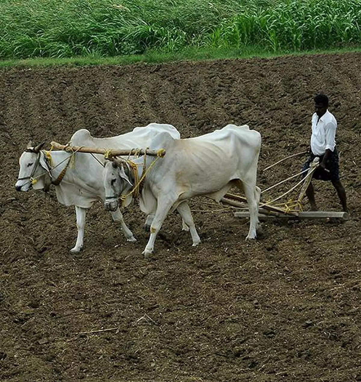 Agriculture Ministry open to making pro-farmer changes in the Pradhan Mantri Fasal Bima Yojana 