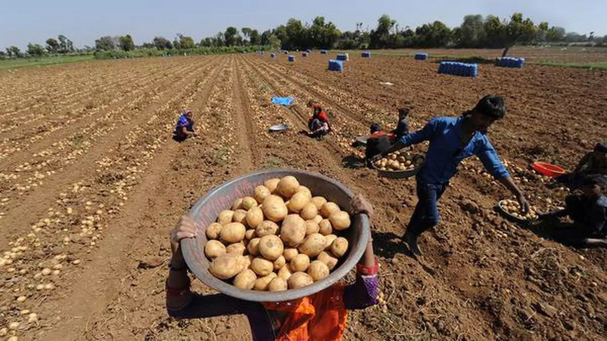 Potato production likely to be 5 per cent higher as acreage rises