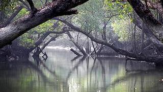 Tareq Ahmed Tareq Ahmed