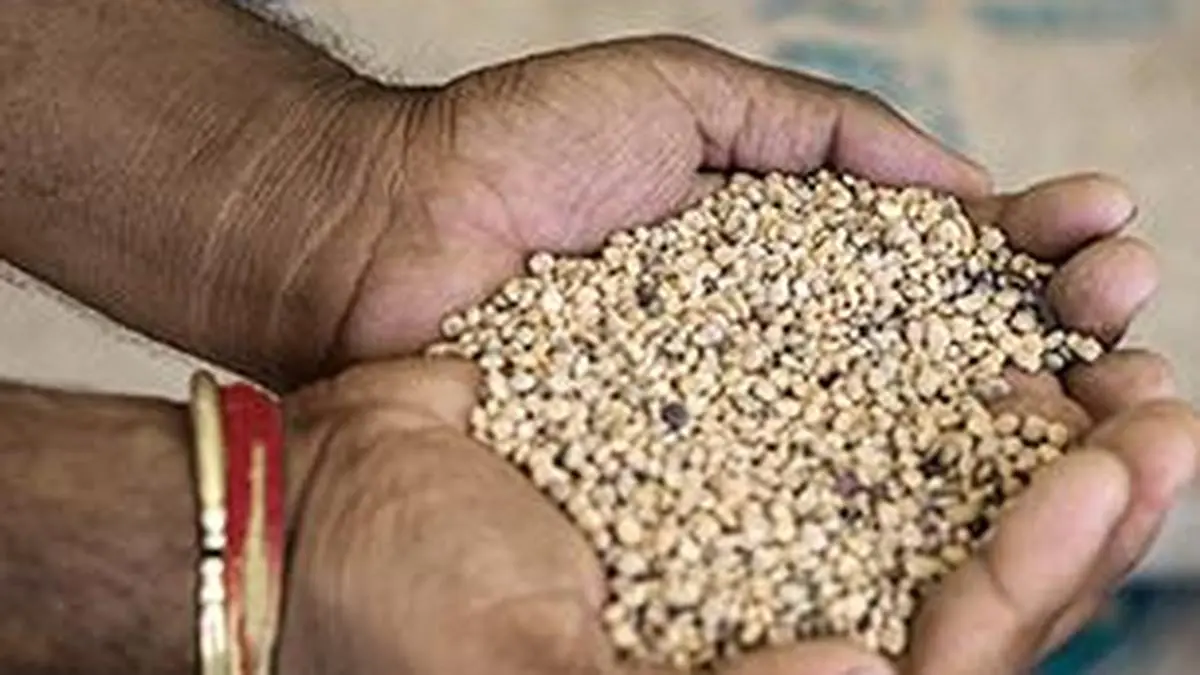 Buy NCDEX Guar seed futures The Hindu BusinessLine