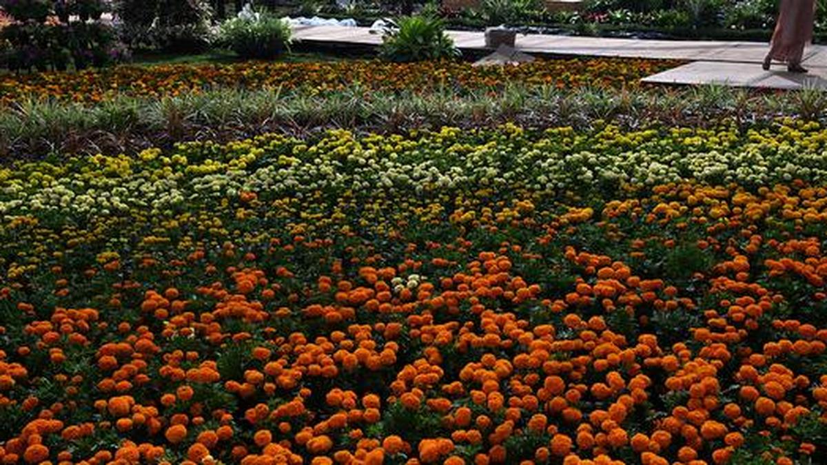 Structural gaps affect growth of India’s high-value horticulture sector: Report