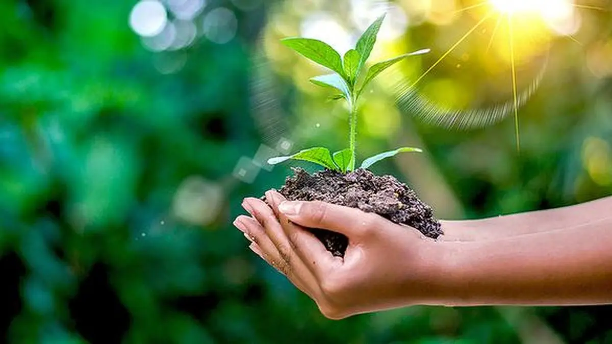 
	A greener tomorrow: How nanoparticles are helping plants fight environmental stress - The Hindu BusinessLine
