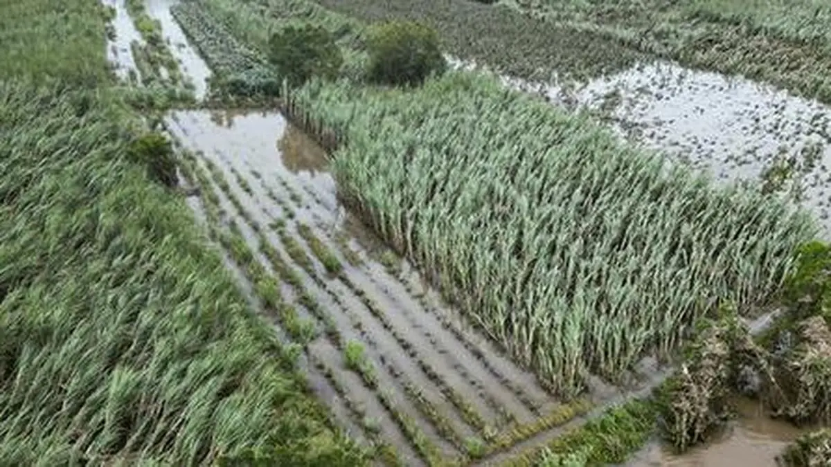 India’s Brown Revolution: Turning soil into the engine of nutrition and prosperity